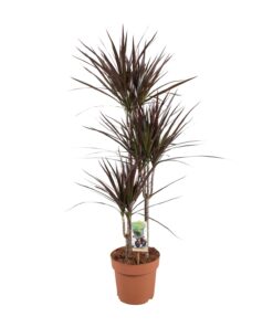 Dracaena Magenta – kamerplant met paarsrood blad – ±21 cm