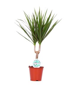 Dracaena Marginata – slanke kamerplant met rood omrande bladeren – ±14 cm