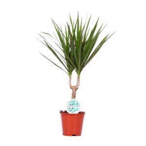 Dracaena Marginata – slanke kamerplant met rood omrande bladeren – ±14 cm