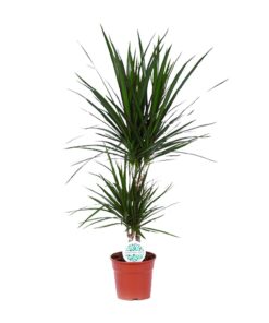 Dracaena Marginata – slanke kamerplant met rood omrande bladeren – ±17 cm