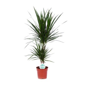 Dracaena Marginata – Drakenboom – slanke kamerplant – ±17 cm