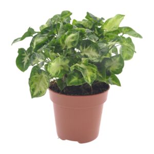 Syngonium 'Pixie' – compacte kamerplant met pijlvormig blad – ±12 cm