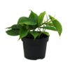 Philodendron – makkelijke kamerplant met glanzend hartblad – ±12 cm