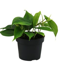 Philodendron – makkelijke kamerplant met glanzend hartblad – ±12 cm