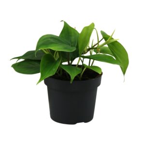 Philodendron – makkelijke kamerplant met glanzend hartblad – ±12 cm