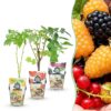 Green Boutiq - Fruitplanten - Tricolour - Rode Bes - Gele Framboos - Zwarte Braam  - Winterhard - 3 Planten - Pot  9Cm