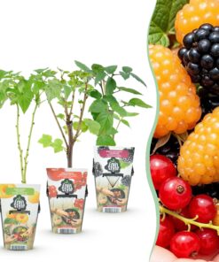 Green Boutiq - Fruitplanten - Tricolour - Rode Bes - Gele Framboos - Zwarte Braam  - Winterhard - 3 Planten - Pot  9Cm