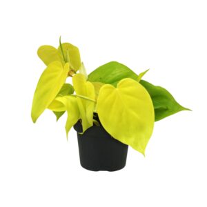 Philodendron 'Lime' – kamerplant met limoengroen blad – ±12 cm