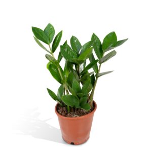 Zamioculcas – vrijwel onverwoestbare kamerplant – ±12 cm