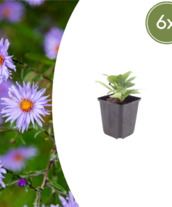 6X Aster Frikartii 'Monch' - ↕10-25Cm - Ø9Cm