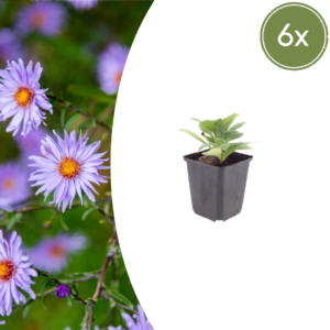 Aster frikartii 'Mönch' – langdurig bloeiende bijvriendelijke vaste – 10-25 cm