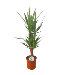 Yucca – stoere kamerplant met zwaardvormige bladeren – ±21 cm