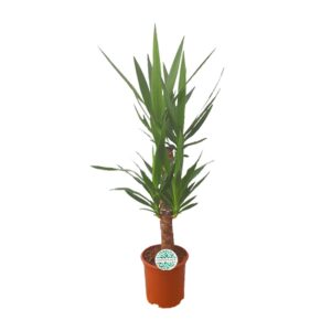 Yucca – stoere kamerplant met zwaardvormige bladeren – ±21 cm