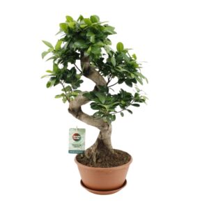 Ficus Ginseng – bonsai-kamerplant met dikke knolvormige wortelbasis – ±22 cm