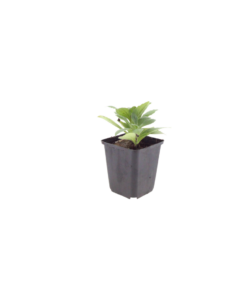 6X Aster Frikartii 'Monch' - ↕10-25Cm - Ø9Cm - Afbeelding 2