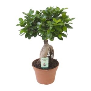 Ficus Ginseng – bonsai-achtige kamerplant met knoestige wortelstam – ±17 cm