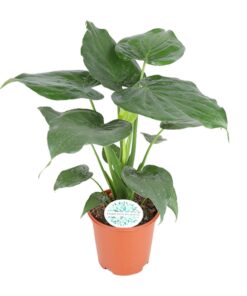 Alocasia Cucullata – kamerplant met opvallend hartvormig blad – ±21 cm