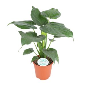 Alocasia – kamerplant met hartvormig glanzend blad – ±21 cm