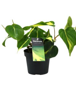 Philodendron Brasil Scandens – klimmende kamerplant met bont blad – ±12 cm