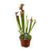 Sarracenia 'Judith Hindle' – vleesetende tuinplant – ±12 cm