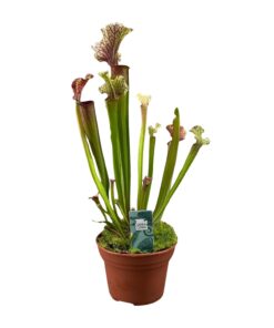 Sarracenia 'Judith Hindle' – vleesetende tuinplant – ±12 cm