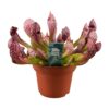 Sarracenia 'Scarlet Belle' – vleesetende kanneplant – ±12 cm