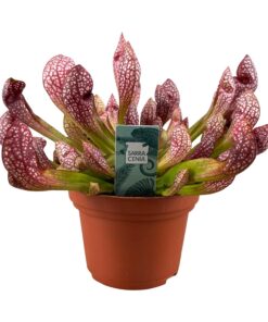 Sarracenia 'Scarlet Belle' – vleesetende kanneplant – ±12 cm