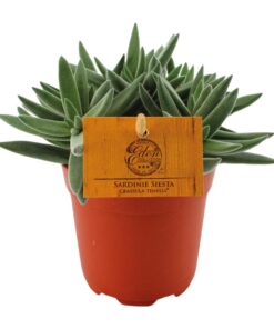 Crassula (Jade plant) – compacte kamerplant met vlezige bladeren – ±11 cm