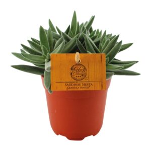 Crassula – boomvormige vetplant voor beginners – ±11 cm