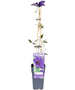 Clematis The President - Clematis Paars - Ø15Cm - ↕65Cm