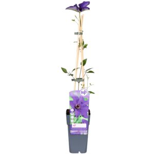 Clematis The President - Clematis Paars - Ø15Cm - ↕65Cm
