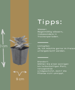 6X Aster Frikartii 'Monch' - ↕10-25Cm - Ø9Cm - Afbeelding 4