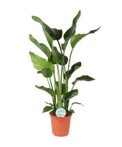 Strelitzia Nicolai – Reuzenparadijsvogelplant – indrukwekkende – ±24 cm