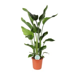 Strelitzia nicolai – Reuzenparadijsvogelplant – grote kamerplant – ±24 cm
