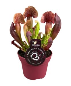 Sarracenia vleesetende plant – kannenvanger voor tuin en terras – ±12 cm