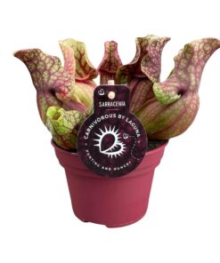 Sarracenia vleesetende plant – kruikjesplant – ±12 cm