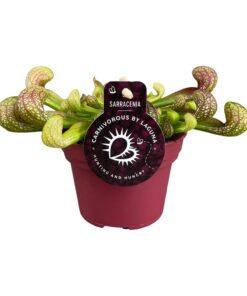 Sarracenia psittacina – vleesetende kamerplant – ±12 cm