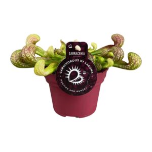 Papegaaikanplant (Sarracenia psittacina) – vleesetende kamerplant – ±12 cm