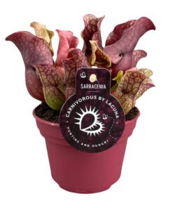 Sarracenia (vleesetende kan-plant) – kamerplant – ±12 cm