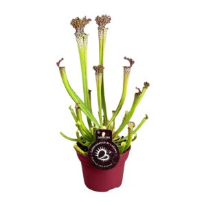 Sarracenia bekerplant – vleesetende plant met buisvormige bekerval – ±12 cm