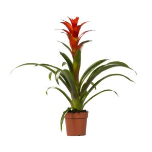 Guzmania 'Ostara' – kleurrijke bromeliad met levendige bloeikroon – ±12 cm