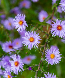 6X Aster Frikartii 'Monch' - ↕10-25Cm - Ø9Cm - Afbeelding 7