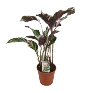 Calathea 'Fusion White' – kamerplant met witgevlekt marmerblad – ±14 cm