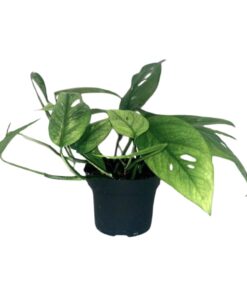 Epipremnum Cebu Blue – kamerplant met zilverblauw glanzend blad – ±12 cm