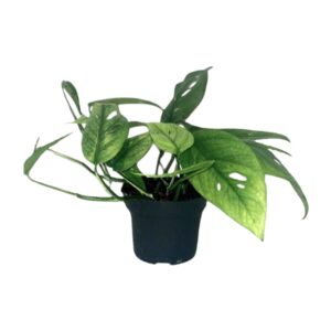 Epipremnum Cebu Blue – hangplant met zilverblauw glanzend blad – ±12 cm