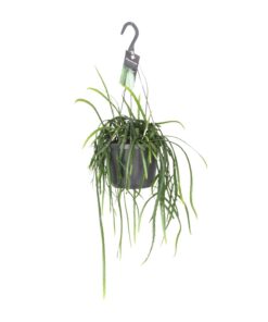Lepismium bolivianum – hangende boскactus voor halfschaduw – ±17 cm