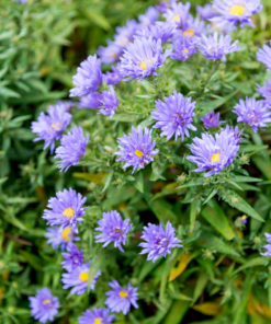 6X Aster Frikartii 'Monch' - ↕10-25Cm - Ø9Cm - Afbeelding 8