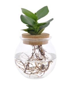 Clusia in bolglas met klikkurk – tropische kamerplant – ±12 cm