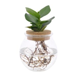 Clusia in bolglas met klikkurk – kamerplant – ±12 cm