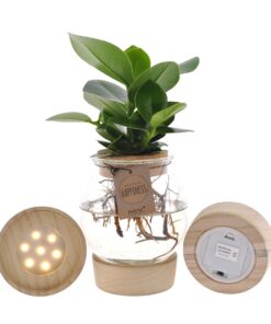 Clusia in bolglas met klikkurk en led – decoratieve kamerplant – ±12 cm